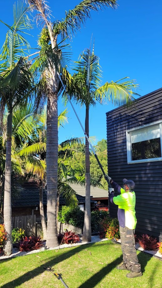 Team member trimming tall palms with a pole saw