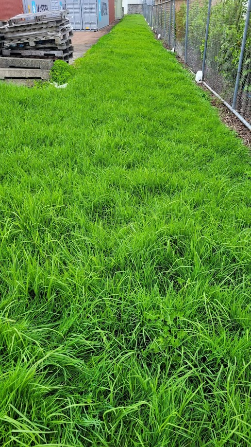 Healthy regrown lawn strip after regular care