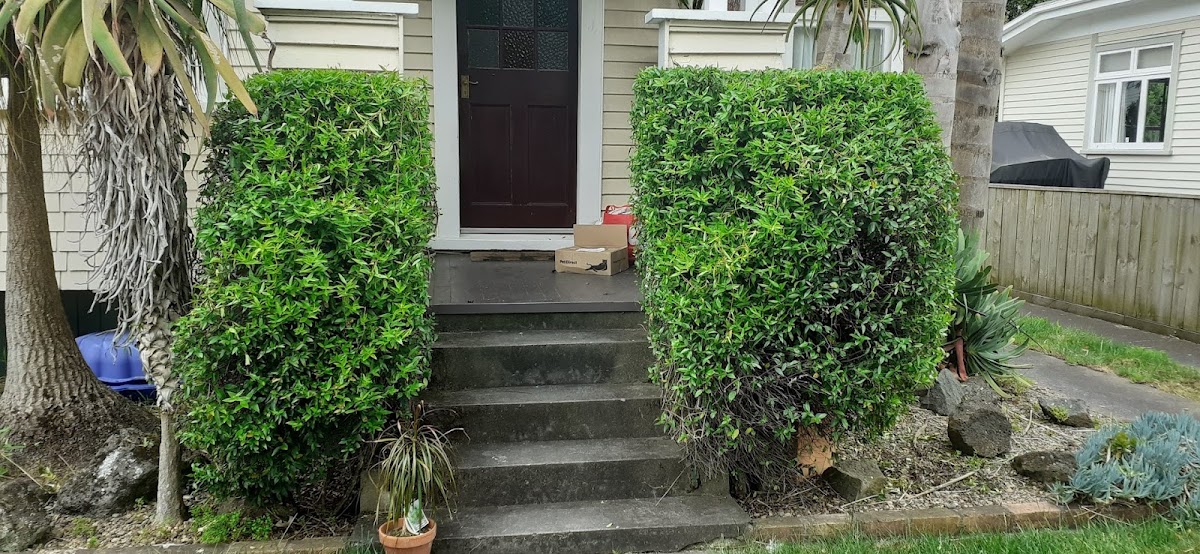 Sculpted entrance hedges beside front steps