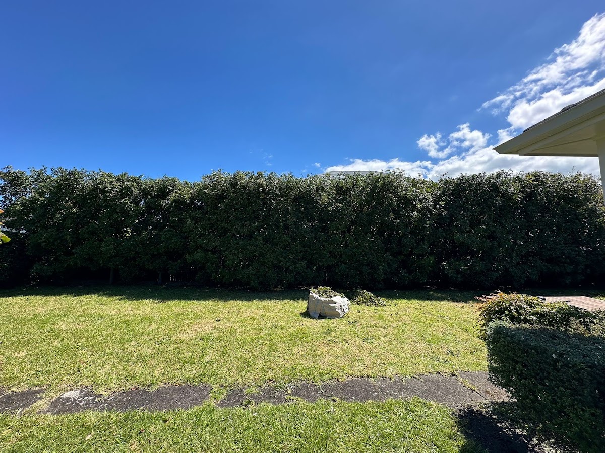 Long trimmed boundary hedge with freshly mown lawn